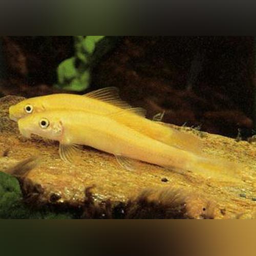 Gold Algae Eater (Gyrinocheilos Aymonieri)