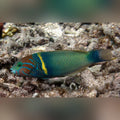 Gold Bar Wrasse (Thalassoma Hebraicum)