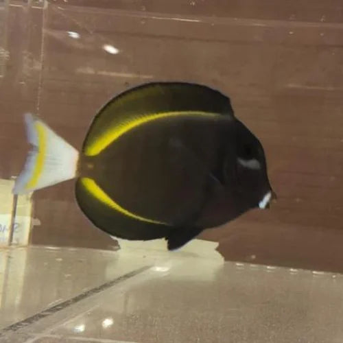 Gold Rim Tang (Acanthurus Nigricans)