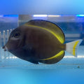 Gold Rim Tang (Acanthurus Nigricans)