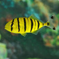 Golden Pilotfish (Gnathanodon Speciosus)
