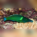 Green Bird Wrasse (Gomphosus Caeruleus)