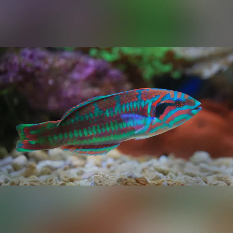Christmas Wrasse (Halichoeres Claudia)
