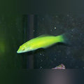 Green Coris Wrasse (Halichoeres Chloropterus)