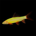 Electric Green Glo Shark (Epalzeorhynchus Frenatus)