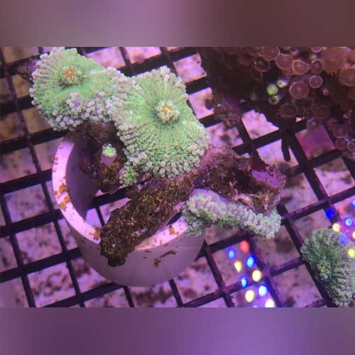 Green Mushroom Coral (Rhodactis sp.)