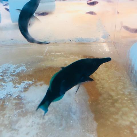 Green Bird Wrasse (Gomphosus Caeruleus)