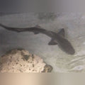 Grey Smooth Hound Shark (Mustelus Californicus)