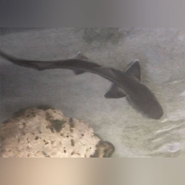 Grey Smooth Hound Shark (Mustelus Californicus)