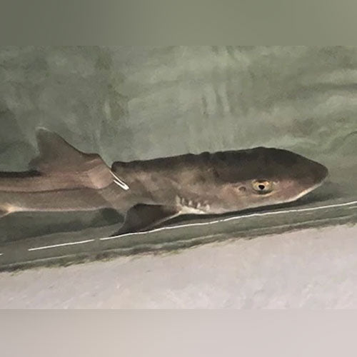 Grey Smooth Hound Shark (Mustelus Californicus)