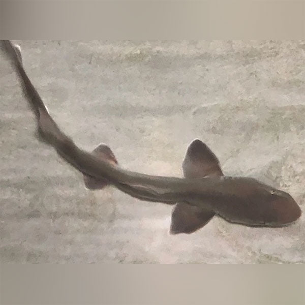 Grey Smooth Hound Shark (Mustelus Californicus)