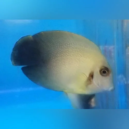 Half Black Mimic Tang (Acanthurus Chronixis)