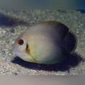 Half Black Mimic Tang (Acanthurus Chronixis)