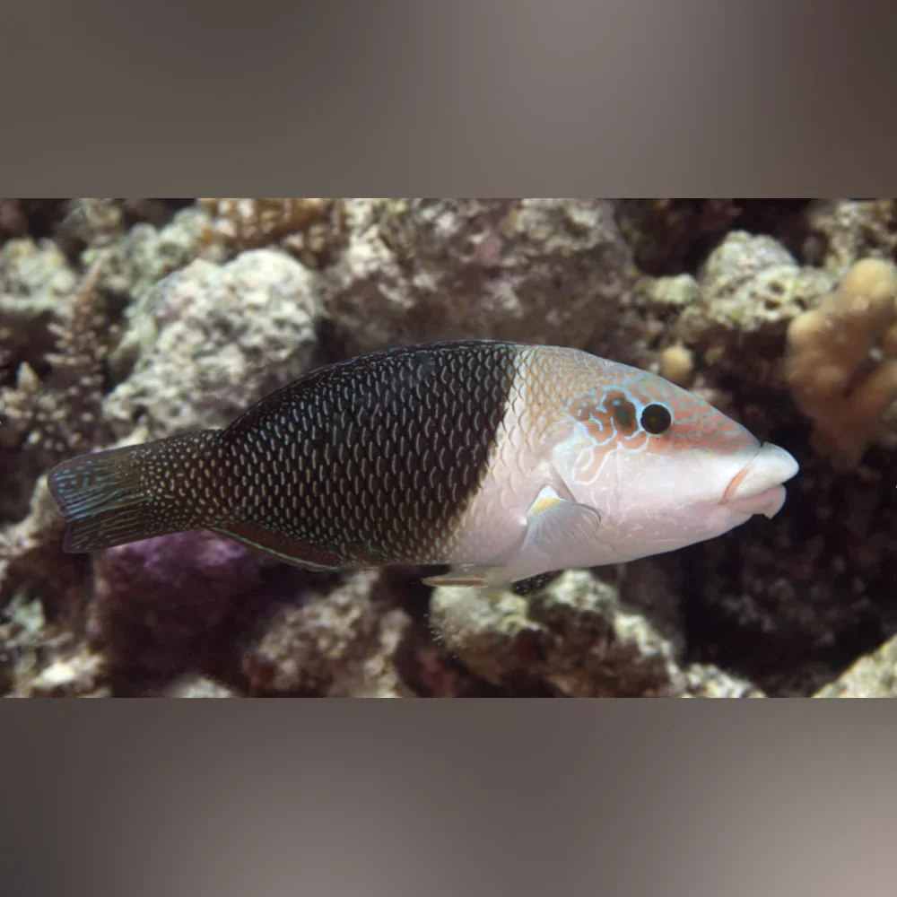 Half & Half Wrasse (Hemigymnus Melapterus)