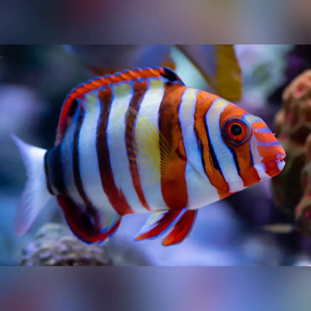 Harlequin Tuskfish Wrasse (Choerodon Fasciatus)