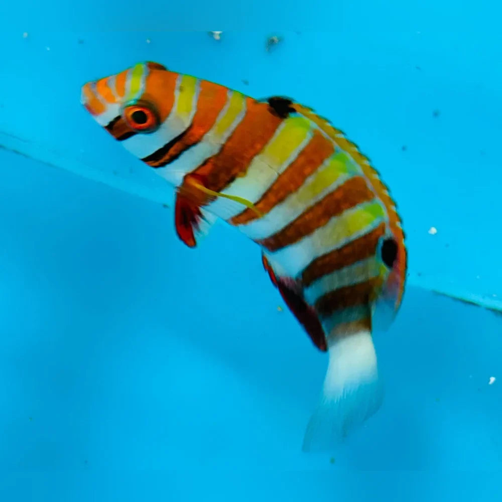 Harlequin Tuskfish Wrasse (Choerodon Fasciatus)