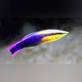 Hawaiian Cleaner Wrasse (Labroides Bicolor)