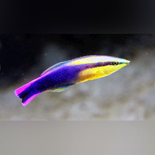 Hawaiian Cleaner Wrasse (Labroides Bicolor)