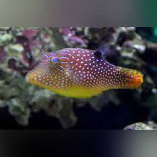 Honeycomb Puffer (Canthigaster Janthinoptera)