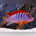 Hongi Cichlid (Labidochromis Hongi)
