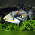 Humu Picasso Triggerfish (Rhinecanthus Aculeatus)