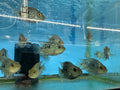 Balloon body carpintis Texas cichlid