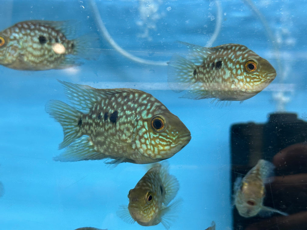Balloon body carpintis Texas cichlid