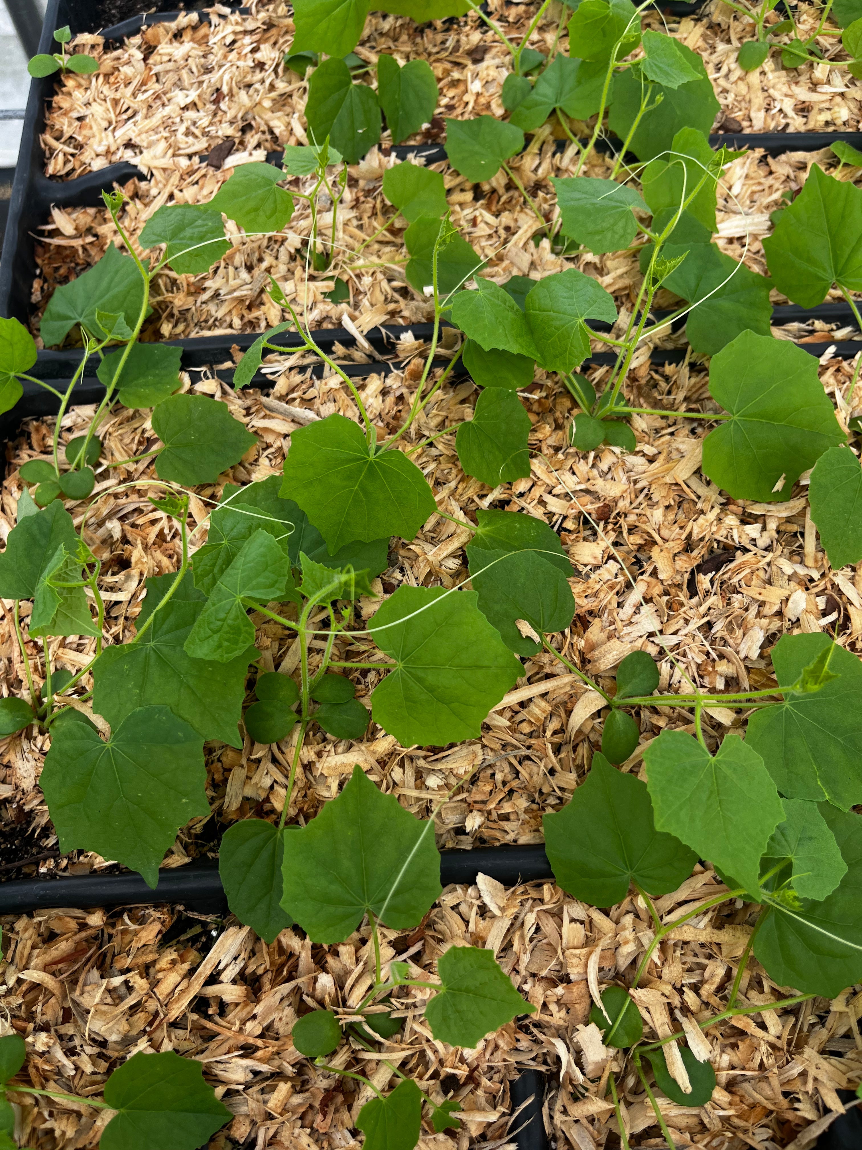 Mouse Melon (Melothria scabra)