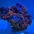 Fiji Multicolor Zoanthid Coral (Zoanthus Spp.)