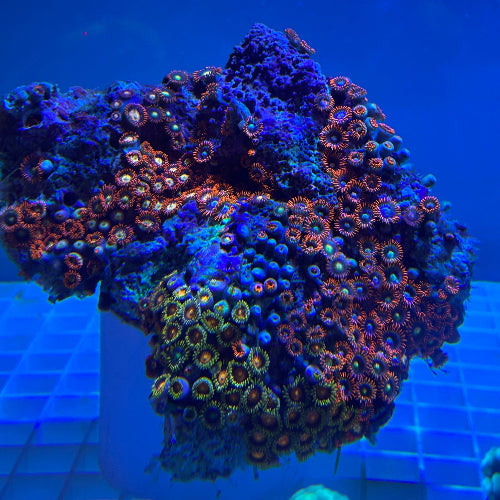 Fiji Multicolor Zoanthid Coral (Zoanthus Spp.)