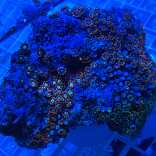 Fiji Multicolor Zoanthid Coral (Zoanthus Spp.)