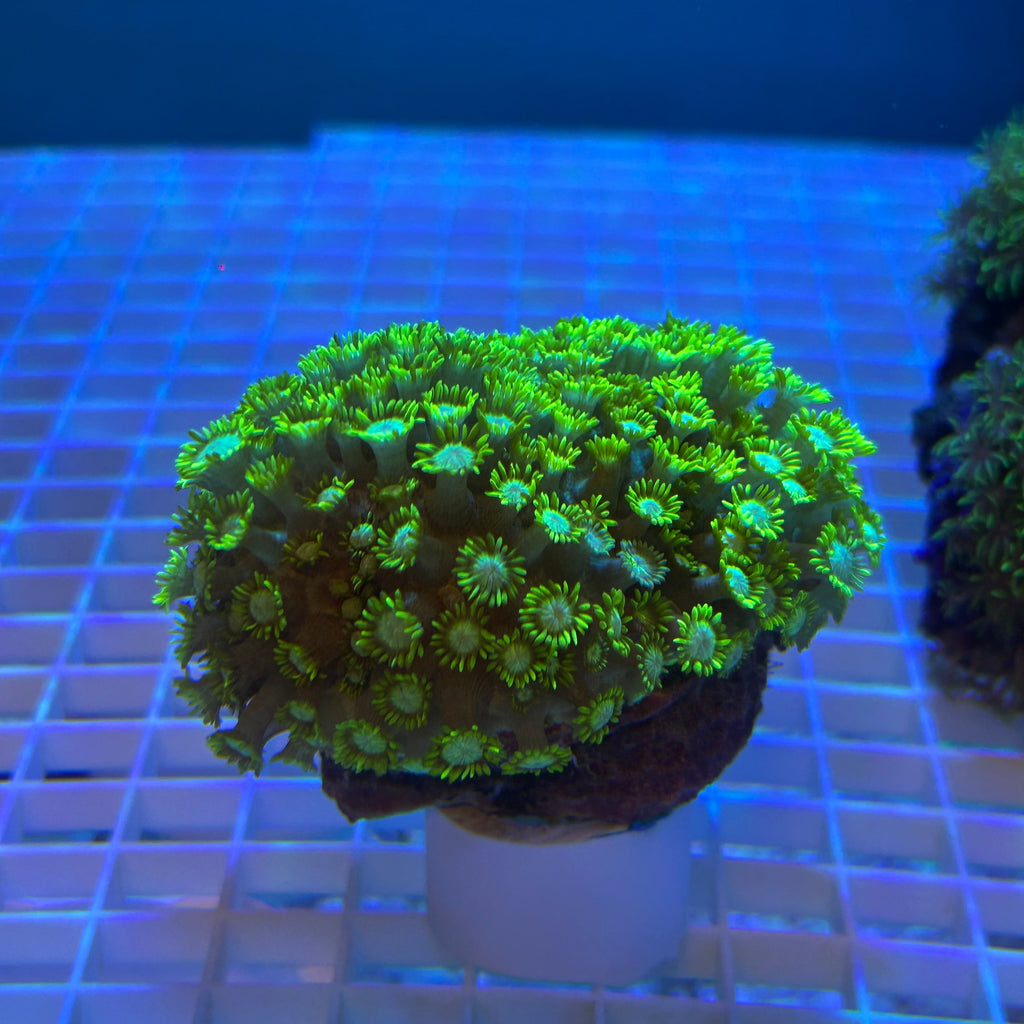 Yellow-Green Goniopora Coral (Goniopora sp.) 012