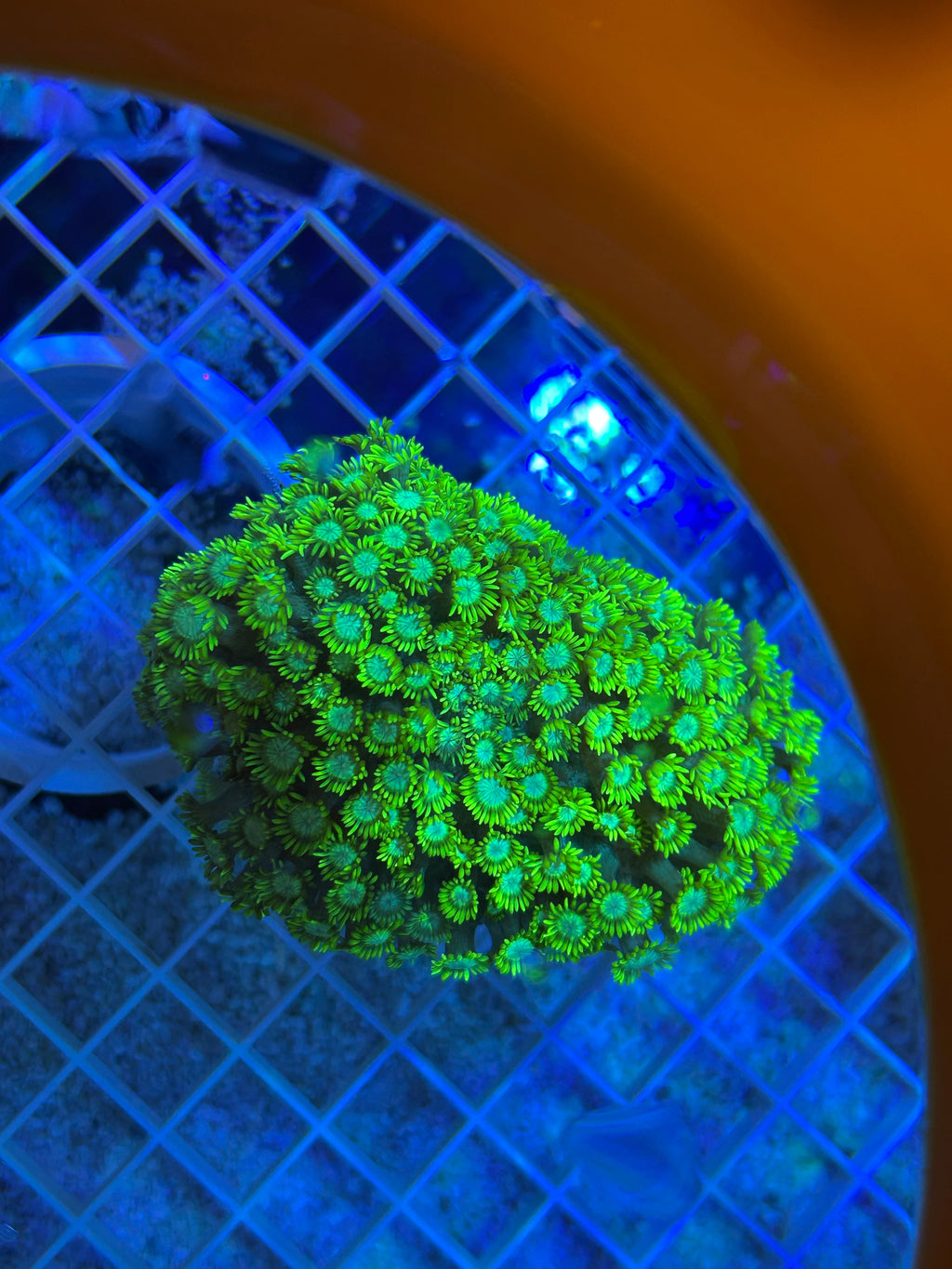 Yellow-Green Goniopora Coral (Goniopora sp.) 012