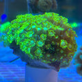 Yellow-Green Goniopora Coral (Goniopora sp.) 012