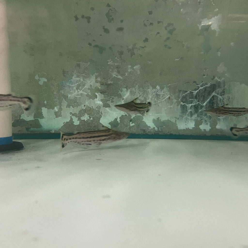 Dolphin Catfish (Ageneiosus Magoi)