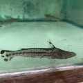 Dolphin Catfish (Ageneiosus Magoi)