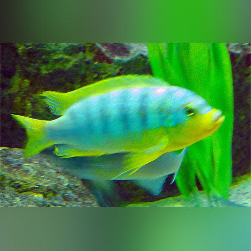 Ice Blue Cichlid (Maylandia Greshakei)