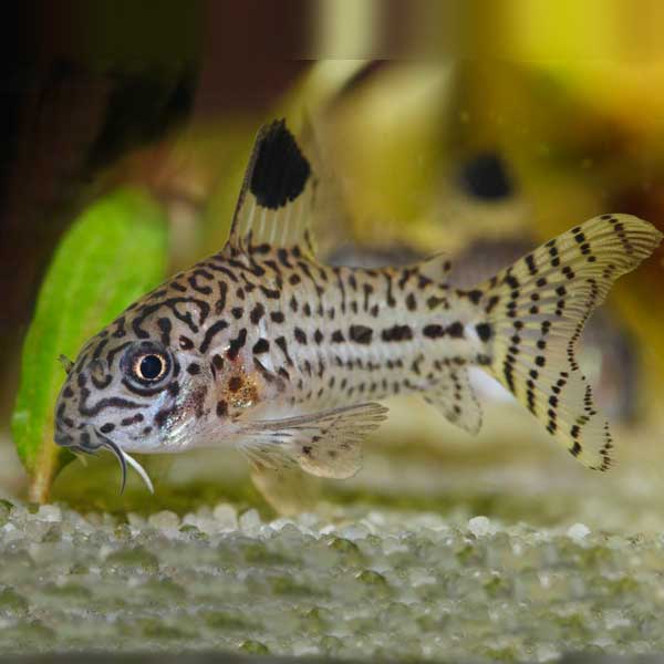 Julii Cory (Corydoras Julii)