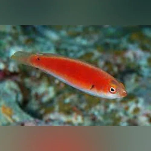 Katherine's Fairy Wrasse (Cirrhilabrus Katherinae)