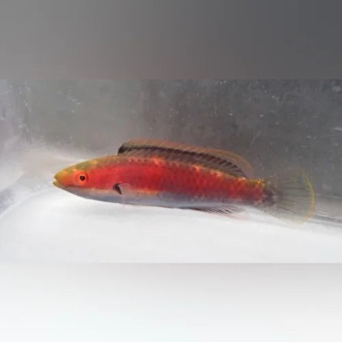Katherine's Fairy Wrasse (Cirrhilabrus Katherinae)