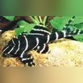 Emperor Pleco (Panaque Sp. L-204)