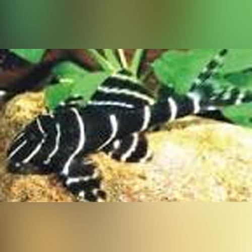 Emperor Pleco (Panaque Sp. L-204)