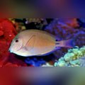 Lavender Tang (Acanthurus Nigrofuscus)