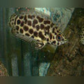 Leopard Leaf Fish (Ctenopoma Acutirostre)
