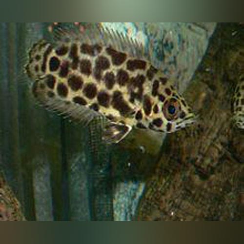 Leopard Leaf Fish (Ctenopoma Acutirostre)
