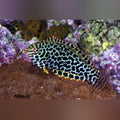 Leopard Wrasse (Macropharyngodon Meleagris)