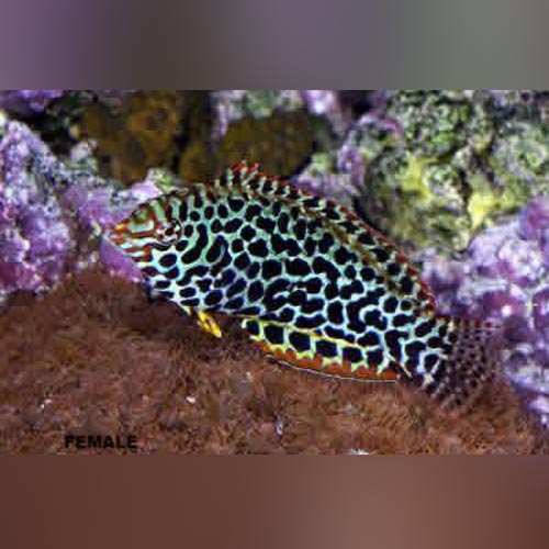 Leopard Wrasse (Macropharyngodon Meleagris)