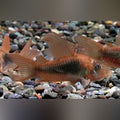 Long Fin Green Cory (Brochis Splendens)