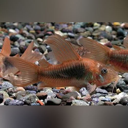 Long Fin Green Cory (Brochis Splendens)