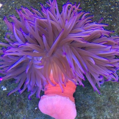 Long Tentacle Purple Anemone (Macrodactyla Doreensis)